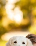 【家园】两只叫“盼盼”的忠犬与我家十五年的生死情缘（散文）