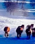 【绿野·雪】飘雪的空域迭换（外一首）