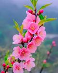 【星月】在这鲜花盛开时（古韵十阙）