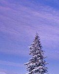 【绿野·雪】飘雪的环山抱海（外一首）