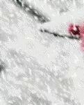 【绿野●雪】飘雪的前世今生（现代诗歌）