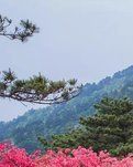 【晓荷·烟火】情系映山红（散文）