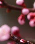 【江山·见证】【金文】在那桃花盛开的地方(散文)
