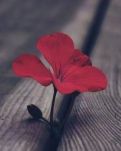 【晓荷·过往】我的小学时光：苦与乐的交织（散文）