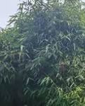 【绿野】小山丛竹，弘一法师的最后时光（散文）