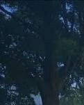 【柳岸】巳月梦醉忆故人（组诗）