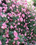 【萌芽】黄鼠狼给鸡拜年（童话故事）