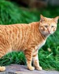 【江山·见证】【金文】一只猫的江湖（散文）