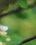 【东篱】陌上花开匆匆往（散文）