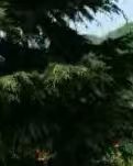 【绿野.夏】信之纪(随笔)