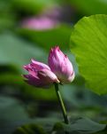 【星月】隆兴别苑的并蒂莲（散文）