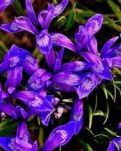 【文璞】错开在贝尔草原的马兰花（小说）