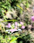 【星月】采桑子一组（古韵）