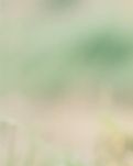 【江山·见证】【晓荷】那些说不出的话（散文）