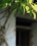 【江山·见证】【晓荷】奶奶的手（散文）