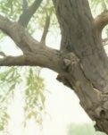 【江山·见证】【晓荷】柳树下的香炉（散文）