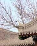 【江山·见证】【心灵】走进沈阳大帅府（散文）