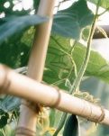 【晓荷·小事】蜻蜓驮着的夏天（散文）