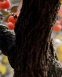 【江山·见证】【晓荷】老柿子树（散文）