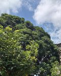 【时光】蟳埔国潮簪花美 开元古寺钟磬馨（散文）