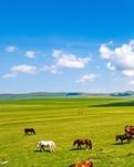 【晓荷·小事】愿草原风把眼睛吹回童年（散文）