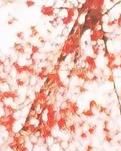 【绿野·夏】你是跨越四季轮回的折叠（诗歌）