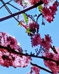 【宁静】期待燕子飞回时（散文）