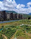 【江山·见证】【金文】夏末铁栏外，菜色与轮尘（散文）
