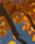 【绿野·秋】诗行句句珠玑一番洗清秋（诗歌）