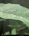 【文韵】雨天，轻轻推开文韵凝芳那扇窗（散文）