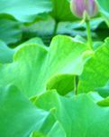 【星月】荷韵（古韵）