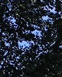 【星月】柳梢青•读《嫩江潮起诗天下》（古韵）