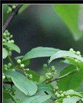 【酒家】丰收季里采花椒(散文)