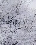 【西风】望雪（散文）