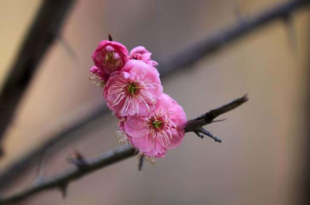 【敏思】　《与春天相伴》 文/妍冰