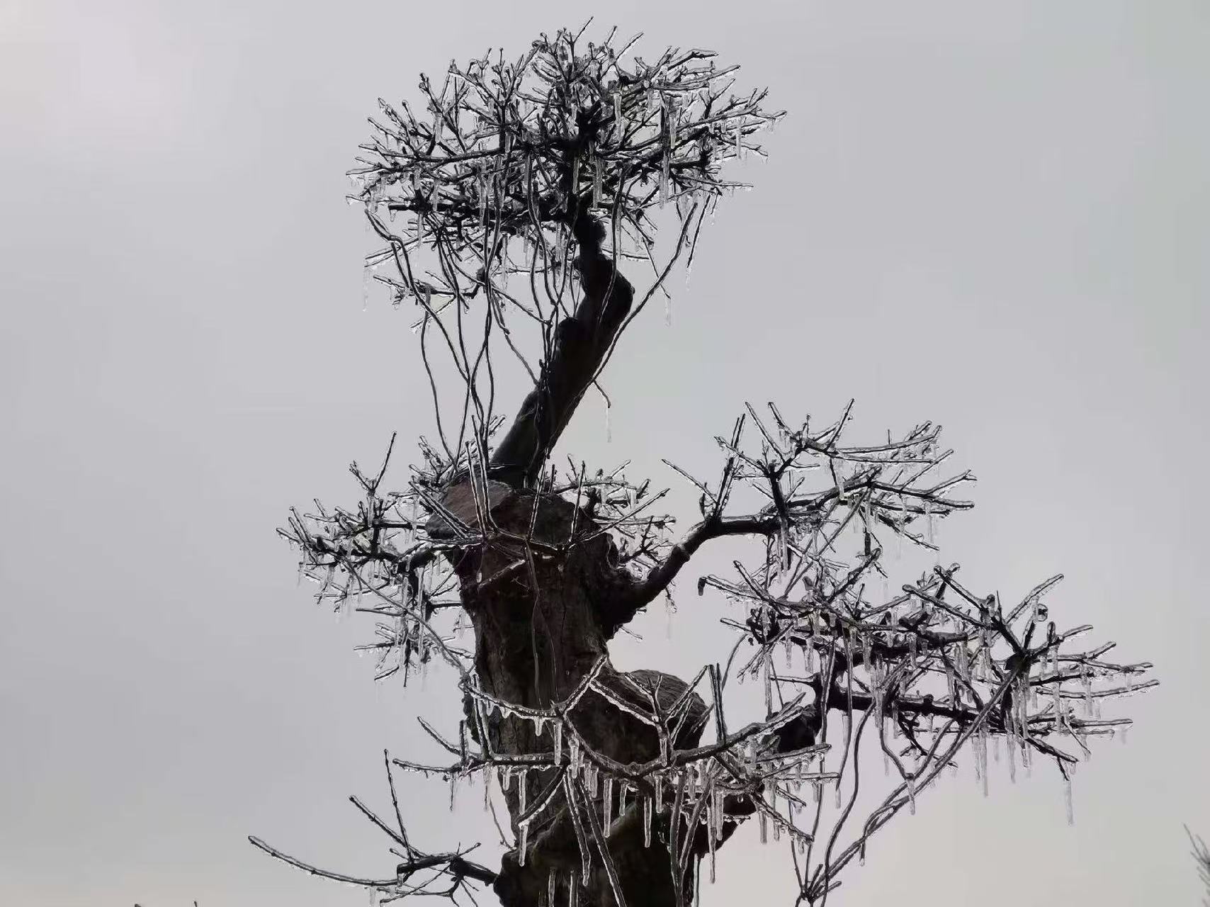 【敏思】焕发生机 · 诗歌 ·  文/妍冰