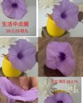 【敏思】　【初九观花】文/妍冰