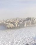 【江山·风景线】【东篱】暴风雪来临（散文）