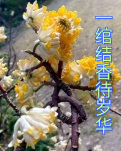 【西风】一绾结香待岁华（散文）