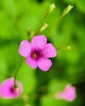 【敏思】《一池碧荷》·文/妍冰· 诗歌