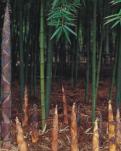 【江山·风景线】【柳岸】青山新竹（散文）