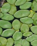 【绛溪】莼菜之美（随笔）