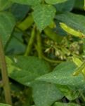 【绛溪】“薇”不一定是野豌豆（随笔）