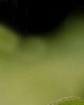 【绛溪】卷耳不是苍耳（随笔）