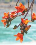 【云水·春】攀枝花开曼法岱（散文）