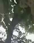 【丹枫】青岛·槐树（散文）