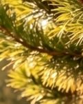 【晓荷】松树下的兄弟（散文）