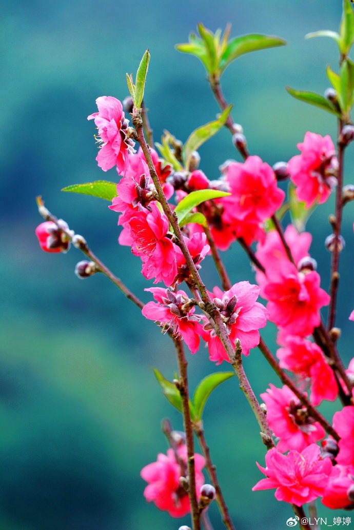【家园】桃花来 你就红（小说）