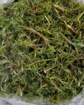 【江山·风景线】【星月】一捧柳蒿芽，满庭故园情（散文）