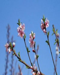 【短文】感悟春分